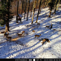 Ловна камера Hunting 400C PRO, 4G LTE, 24MP, Night Vision, IP66